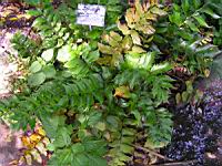 Cyrtomium Falcatum (L. f.) C. Presl (fam Dryopteridacees) (Chine, Japon)(0) (Photo F. Mrugala)